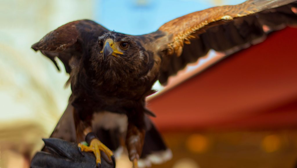 Águila Real captada durante una exhibición