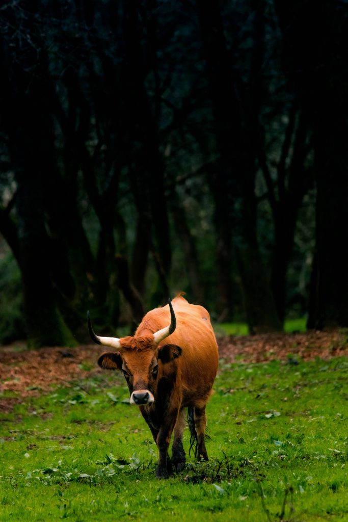 Vaca variedad Cachena en el prado