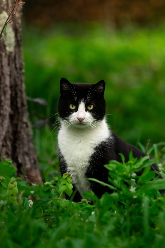 Gata blanca y negra entre la hierba