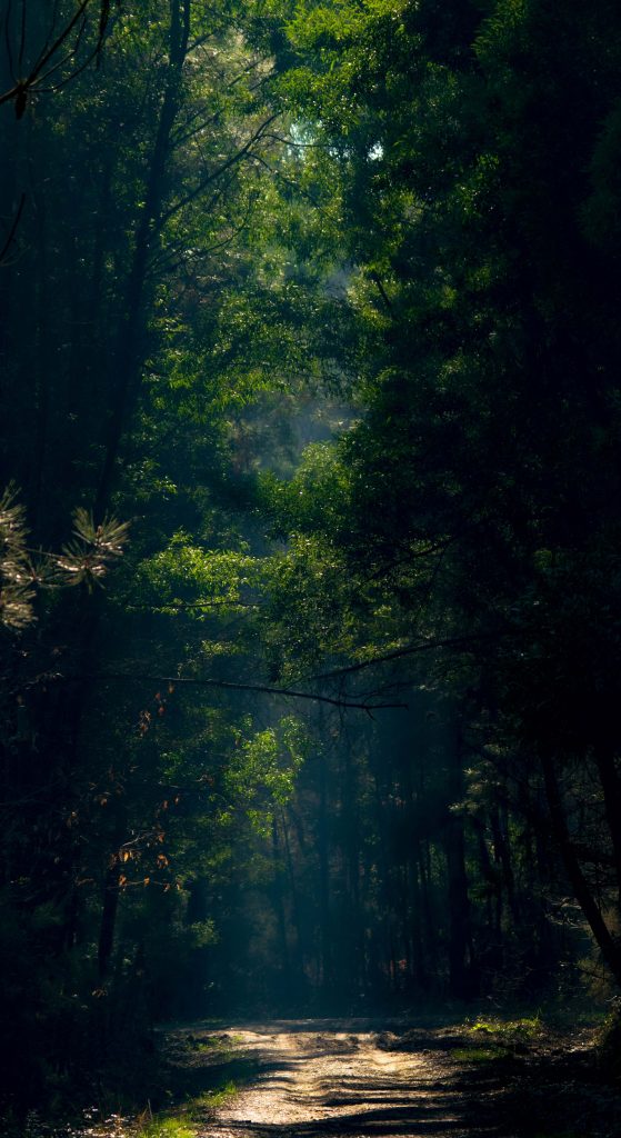 Bosque místico con luz cenital