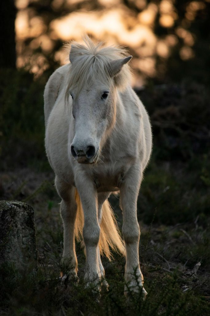 Caballo blanco en el Alto de Loureza