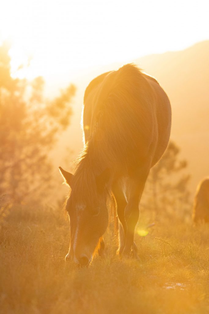 Caballo fotografiado durante hora dorada en el Alto de Loureza